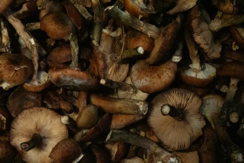 America's Secret Spice Cabinet Was Hidden in the Hollers All Along