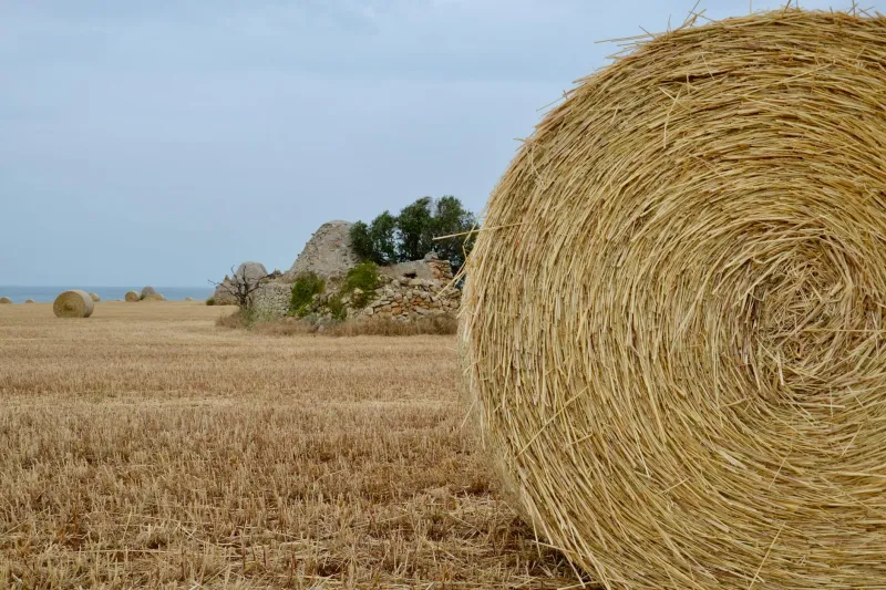 The Haystack Method: How a Wisconsin Farm Town Accidentally Revolutionized Fine Dining