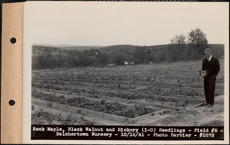 The Nut Pickers Who Fed a Hungry Nation — and Left Behind Almost Nothing to Prove It