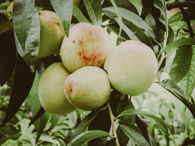 The Ozarks Had a Fruit Map Nobody Bothered to Print — and It's Almost Gone