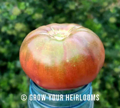 Cherokee Purple tomato