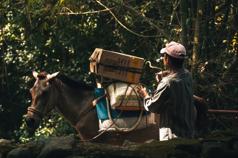The Walking Spice Cabinet: How Syrian Pack Peddlers Quietly Seasoned Rural America